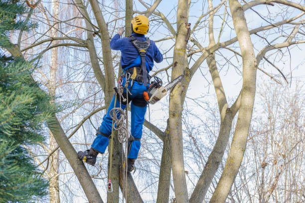 Reliable Roanoke, IL Tree Care Solutions