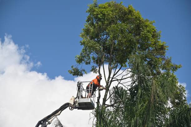 Leaf Removal in Roanoke, IL