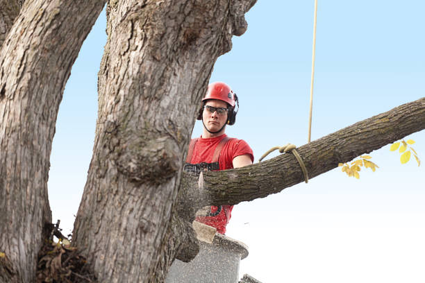 Mulching Services in Roanoke, IL